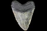 Bargain, Megalodon Tooth - North Carolina #83976-2